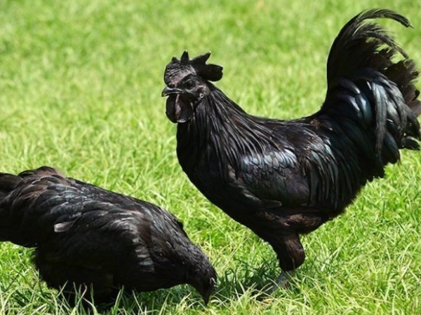 கடக்நாத் கோழி
